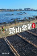 村落复兴典型案例丨蒋山村：全力打制“