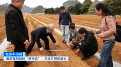 甘蔗地里套种花生每亩增收超千元